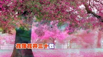 血色樱花土豆在线观看,浪漫复仇的奇幻之旅  第3张