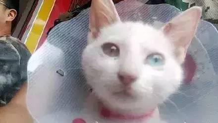 小猫老师最新爆料,娱乐圈幕后真相大曝光！  第3张