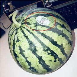 今日吃瓜网红,揭秘吃瓜界的风云人物  第3张