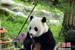 蛋糕爆料大熊猫视频,大熊猫蛋糕视频曝光，可爱模样引网友热议  第3张