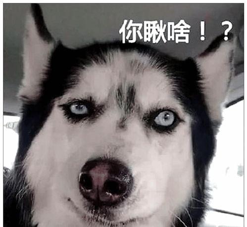 二哈新皮肤爆料视频大全,萌宠变身时尚潮人