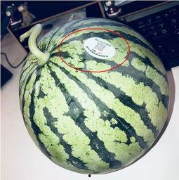 最近的网红吃瓜,最新热门事件幕后真相曝光  第2张