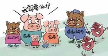 印尼猪瘟最新爆料图今天,揭秘病毒传播与防控措施”