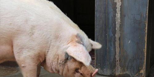 印尼猪瘟最新爆料图今天,揭秘病毒传播与防控措施” 第2张 印尼猪瘟最新爆料图今天,揭秘病毒传播与防控措施” 第2张