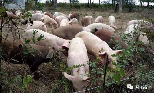 印尼猪瘟最新爆料图今天,揭秘病毒传播与防控措施” 第3张 印尼猪瘟最新爆料图今天,揭秘病毒传播与防控措施” 第3张