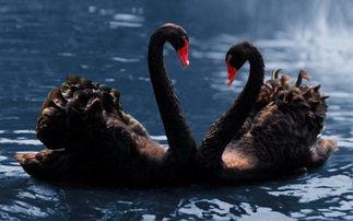 黑天鹅之死视频爆料是真的吗,真相揭秘还是网络谣言？