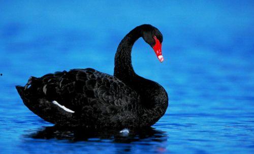 黑天鹅之死视频爆料是真的吗,真相揭秘还是网络谣言? 第2张 黑天鹅之死视频爆料是真的吗,真相揭秘还是网络谣言? 第2张