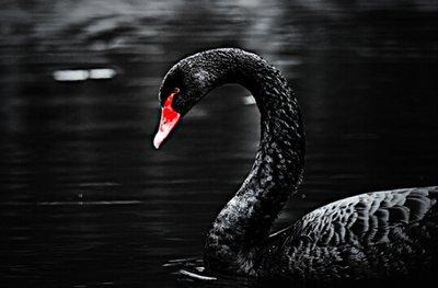 黑天鹅之死视频爆料是真的吗,真相揭秘还是网络谣言? 第3张 黑天鹅之死视频爆料是真的吗,真相揭秘还是网络谣言? 第3张