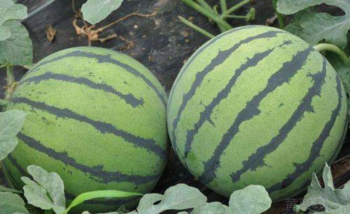 山东吃瓜群微信免费,揭秘微信免费美食交流圈  第2张