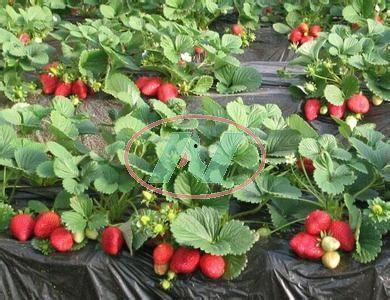 草莓种植爆料视频教程,从播种到收获的全程攻略  第2张