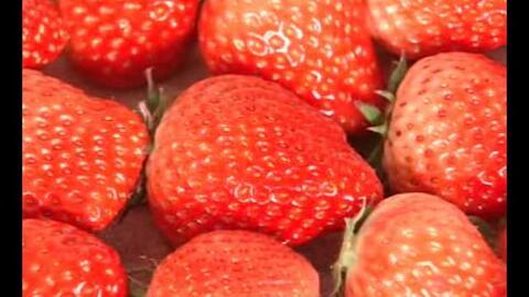 草莓种植爆料视频教程,从播种到收获的全程攻略  第3张