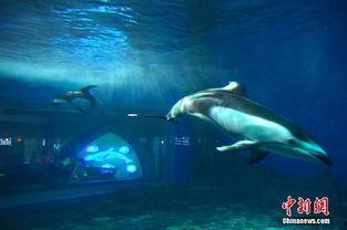 海洋最新爆料消息新闻内容,最新海洋发现揭示神秘海底世界  第2张