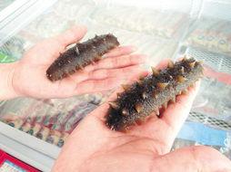 海参哥最新爆料图片高清,高清爆料图片背后的惊人真相  第3张