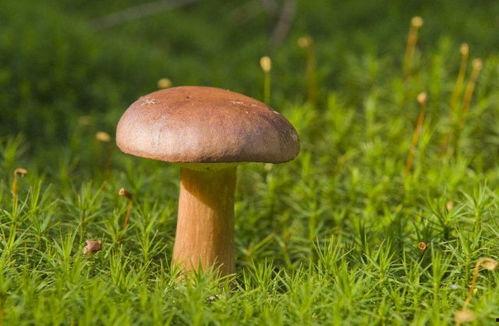 娱乐吃瓜酱野生字幕菌,揭秘幕后花絮，带你领略影视圈真实一面  第3张