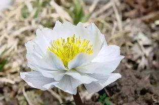 谁爆料的雪莲好吃呀视频  第3张