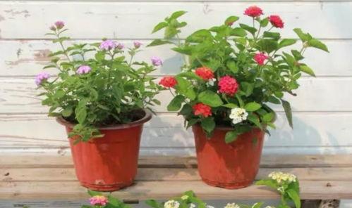 奶企高管爆料视频最新,揭秘行业黑幕与真相 第3张 奶企高管爆料视频最新,揭秘行业黑幕与真相 第3张