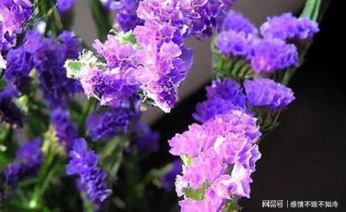 勿忘我在线观看视频,穿越时光的深情守候