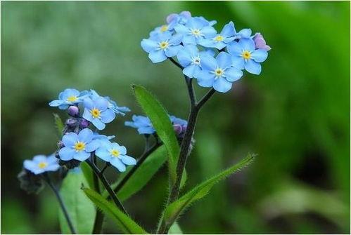 勿忘我在线观看视频,穿越时光的深情守候 第2张 勿忘我在线观看视频,穿越时光的深情守候 第2张